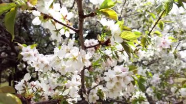 bahçede beyaz bahar çiçek