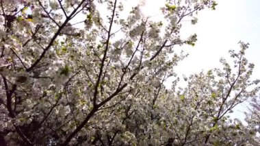 Bahçede güzel bahar çiçekleri