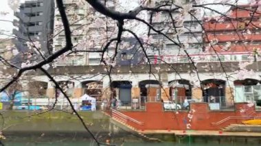 İlkbaharda kiraz çiçeği