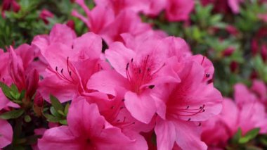 Bahçede açan rhododendron, güzel çiçekler, yakın çekim