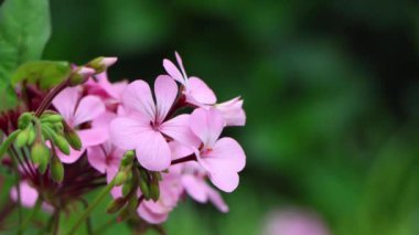 Renkli çiçeklerin arkaplan resmi