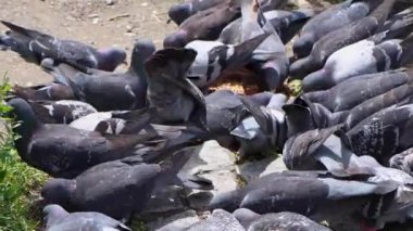 Parktaki güvercinler