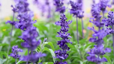 Bahçe içinde güzel lavanta