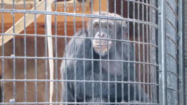 maymun kafeste, hayvan