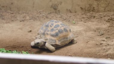 Hayvanat bahçesinde yerde bir kaplumbağa.