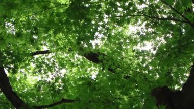 Ormanda yeşil yapraklar