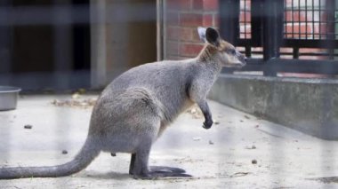 Kanguru bir memelidir.