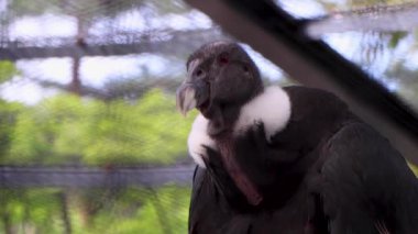 Bir kuşun yakın çekim görüntüsü