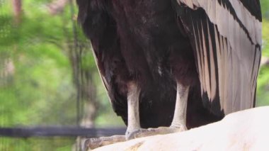 siyah ve beyaz leylek