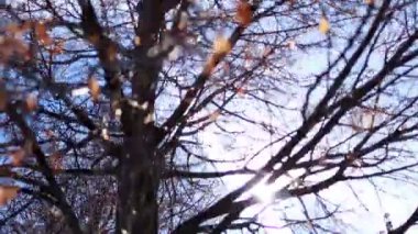 Kış ormanlarında ağaçların dalları