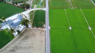 Tayland 'daki pirinç tarlaları