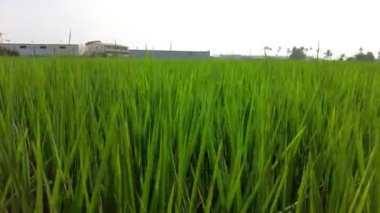 Kırsalda pirinç tarlası