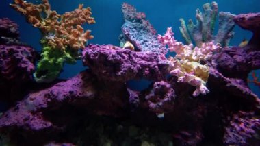 Mısır'daki renkli mercan resif