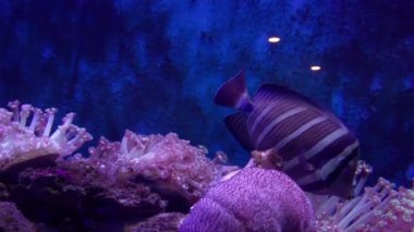 Güzel bir tropikal akvaryumun sualtı manzarası