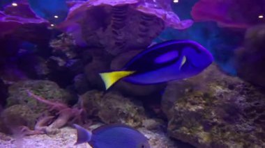 Balık ve balıklı akvaryum tankı