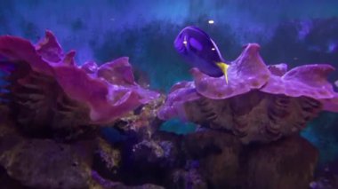 Güzel deniz yaşamının sualtı manzarası