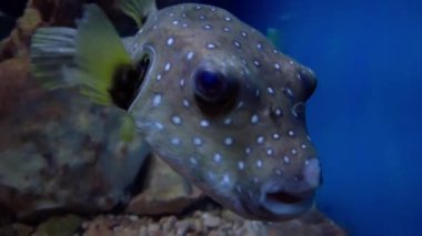 Deniz balığı, su altı manzaralı.