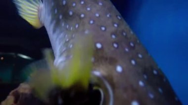 Mavi ve sarı bir deniz aslanının yakın çekim görüntüsü