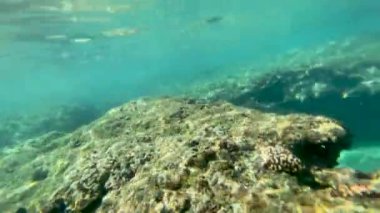 Denizdeki tropikal resifin sualtı görüntüsü