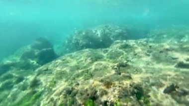 Tropikal bir denizin sualtı manzarası