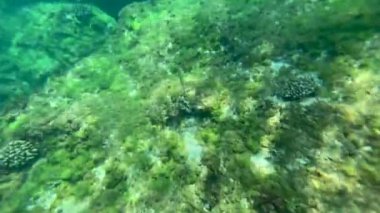 Denizin sualtı fotoğrafı