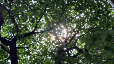 yeşil yapraklar, bitki örtüsü ve doğa