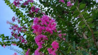 Bahçedeki güzel pembe çiçekler