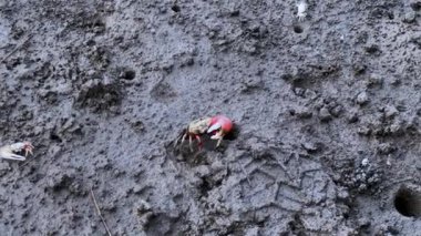 Ölü bir ağacın yakınında.