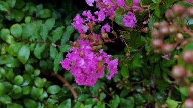 Bahçedeki güzel çiçekler