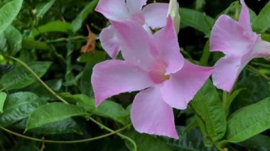 Bahçedeki güzel pembe orkide çiçeği