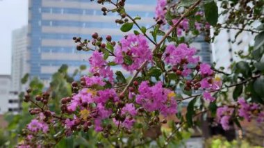 Bahçedeki güzel çiçekler