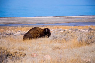 Yellowstone Ulusal Parkı 'nda bir boğa geyiği