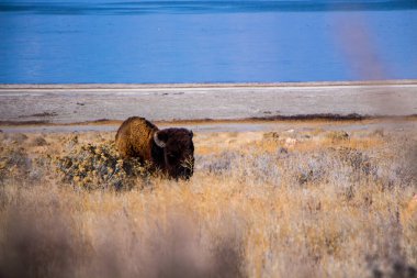 Aslan Yellowstone Ulusal Parkı, Wyoming