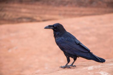 Kara kuzgun bir kayanın üzerinde