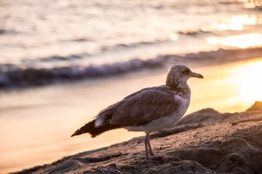 Akşam ışığında sahilde bir martı.