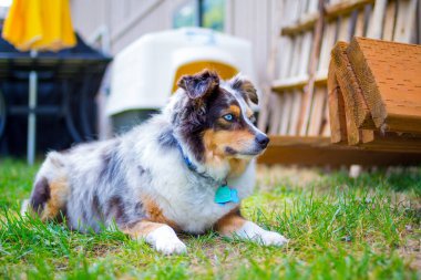 Şirin bir köpeğin portresi.