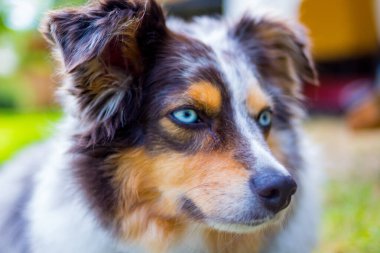 Köpek, yeşil çimlerin üzerinde Avustralya çobanı yetiştirir.