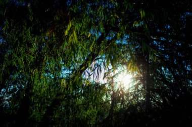 Ağaç dalları, bitki örtüsü.