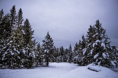 Kış Ormanında Karla Kaplanmış Ağaçlar
