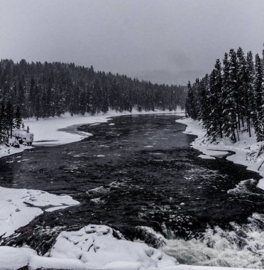 Ormandaki nehrin güzel manzarası.