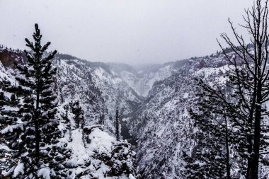Kar ve ağaçlarla kaplı kış manzarası