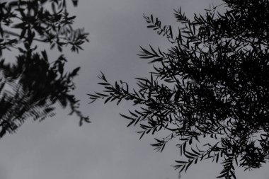 Doğada ağaç dalları, bitki örtüsü