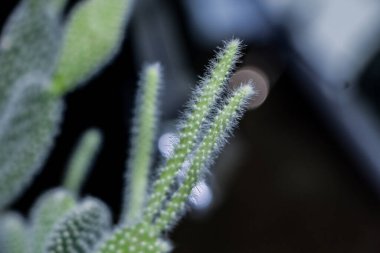 Tenceredeki kaktüs bitkisi