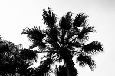 Sahilde palmiye yaprakları