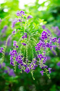 Renkli çiçeklerin arkaplan resmi, arka plan doğası