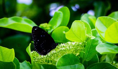 Yeşil arka planda bir kelebek