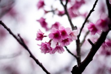 Parktaki güzel pembe sakura çiçekleri