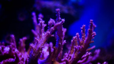 Akvaryumdaki güzel mercan