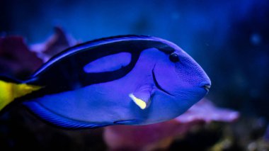 Balıkların güzel sualtı dünyası