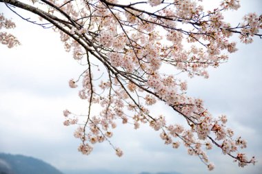 Bahçedeki güzel pembe sakura çiçekleri